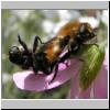 Merodon equestris - Narzissenschwebfliege 03.jpg